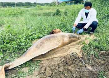 হালদায় আবার মা মাছের মৃত্যু, ভাবাচ্ছে নদীর ‘দূষণ’