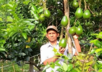 কোটচাঁদপুরে অ্যাভোকাডো চাষ করে সফলতা শিক্ষক: হারুন অর রশিদ মুসার