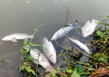 পূবাইলে পুকুরে বিষ প্রয়োগে মাছ নিধন করলো দুর্বৃত্তরা,