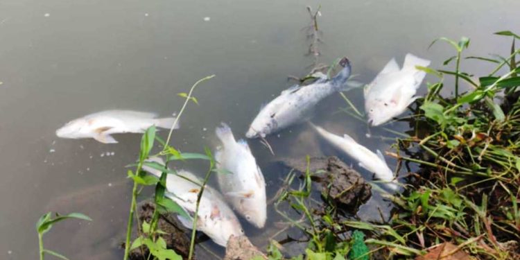 পূবাইলে পুকুরে বিষ প্রয়োগে মাছ নিধন করলো দুর্বৃত্তরা,