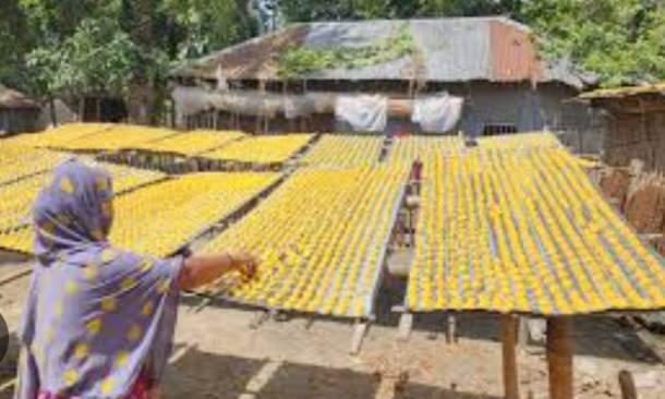 বাণিজ্যিকভাবে কুমড়ো বড়ি তৈরি করছেন নাটোরের নারীরা