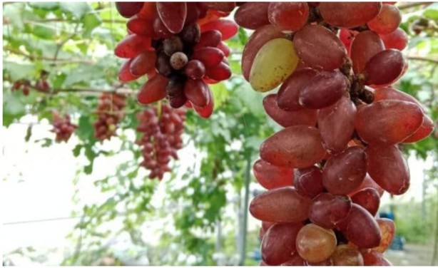 নাটোরে বাণিজ্যিকভাবে চাষ হচ্ছে রাশিয়ান আঙ্গুর