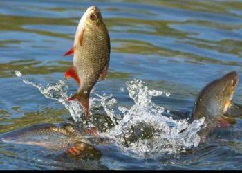 মাছ চাষে নতুন সম্ভবনা চলতি বছরে নাটোরে মাছ উৎপাদনের লক্ষ্যমাত্রা ৮৩ হাজার মেট্রিক টন