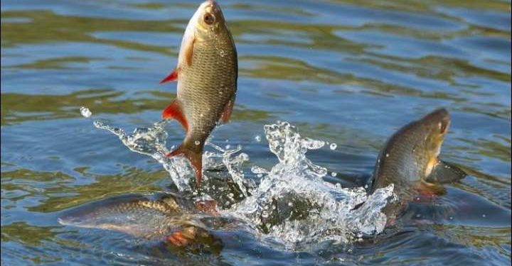 মাছ চাষে নতুন সম্ভবনা চলতি বছরে নাটোরে মাছ উৎপাদনের লক্ষ্যমাত্রা ৮৩ হাজার মেট্রিক টন