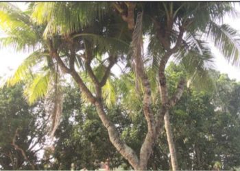 নাটোরে রহস্যঘেরা বিস্ময়কর ১১ মাথাওয়ালা নারকেল গাছ