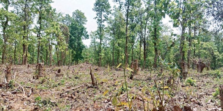 গাজীপুরের ৬০ শতাংশ বন উজাড় ৫০ শতাংশ জলাধার দখল: গবেষণা