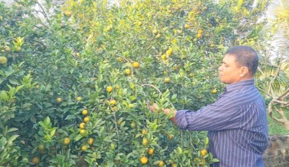 নাটোরের সিংড়ায় দার্জিলিং কমলা চাষে সফল হয়েছেন উদ্যোক্তা মিঠু