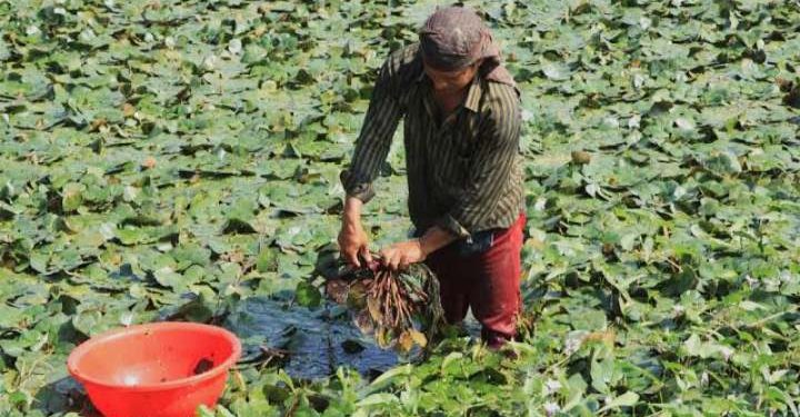 নাটোরে কম খরচে পানিফল চাষে লাভবান হচ্ছে কৃষক