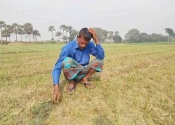 আগাছা নাশক প্রয়োগে নষ্ট পেঁয়াজের চারা-কৃষকের মাথায় হাত