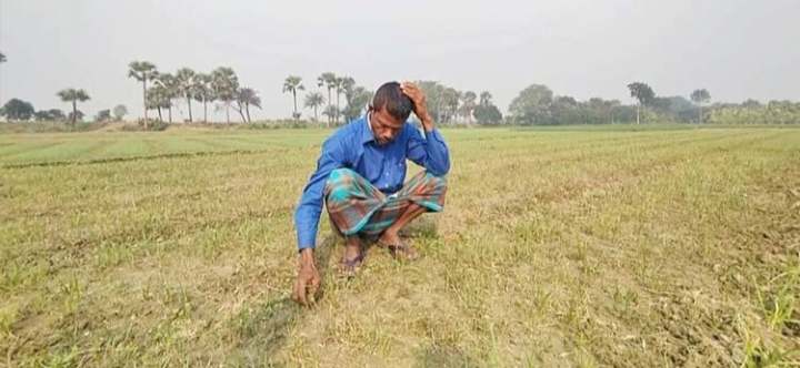 আগাছা নাশক প্রয়োগে নষ্ট পেঁয়াজের চারা-কৃষকের মাথায় হাত