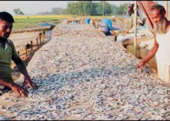 নাটোরের হালতিবিলে কেমিক্যাল ছাড়াই গুনগতমানের শুঁটকি উৎপাদন