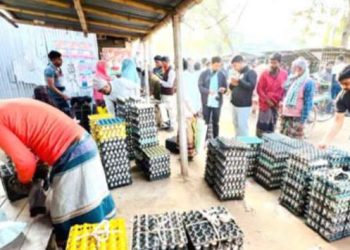 চলনবিল অধ্যুষিত নাটোরের সিংড়ার ৩ লক্ষ ডিম যাচ্ছে দেশের বিভিন্ন জেলায়
