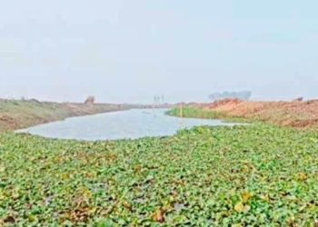 নাটোরে ২৭৭ কিলোমিটার খাল পুনঃখনন,কৃষিতে নতুন সম্ভবনা-সুফল পাচ্ছেন কৃষকেরা