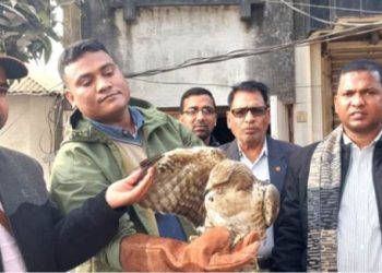 নাটোরে সিংড়ায় বিলুপ্ত প্রজাতির তিলানাগ ঈগল উদ্ধার