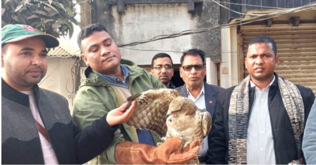 নাটোরে সিংড়ায় বিলুপ্ত প্রজাতির তিলানাগ ঈগল উদ্ধার