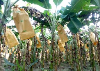 ঝিনাইদহে কলা চাষীরা ফ্রুটিং ব্যাগ ব্যবহারে দেখছেন নতুন সম্ভাবনা ঝিনাইদহ