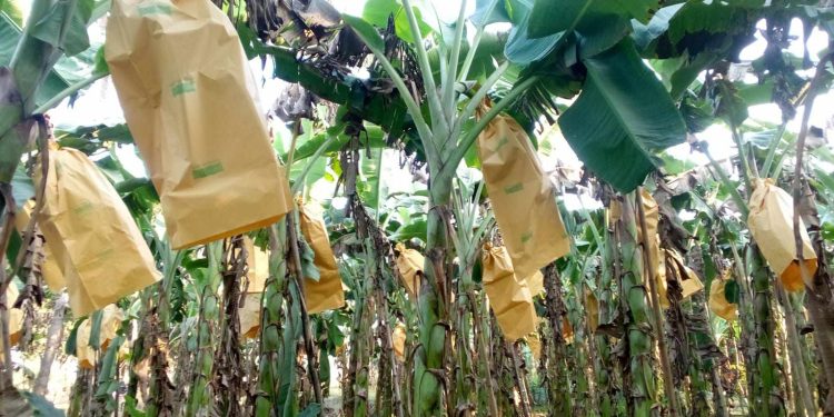 ঝিনাইদহে কলা চাষীরা ফ্রুটিং ব্যাগ ব্যবহারে দেখছেন নতুন সম্ভাবনা ঝিনাইদহ