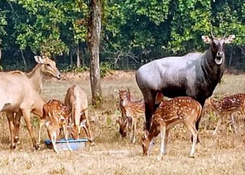 শ্রীপুরে সাফারি পার্ক থেকে দেয়াল টপকে বেরিয়ে গেছে নীলগাই