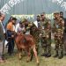 কুড়িগ্রামে সেনাবাহিনীর উদ্যোগে প্রাণি চিকিৎসাসেবা প্রদান