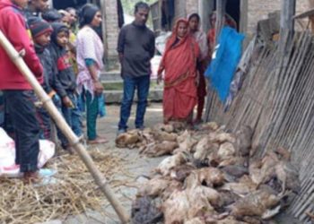 নাটোরের বড়াইগ্রামে ভুয়া পশু চিকিৎসকের ভুল চিকিৎসায় ৪ শতাধিক হাঁসের মৃত্যু-দিশেহারা খামারি