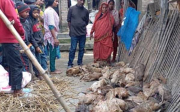 নাটোরের বড়াইগ্রামে ভুয়া পশু চিকিৎসকের ভুল চিকিৎসায় ৪ শতাধিক হাঁসের মৃত্যু-দিশেহারা খামারি