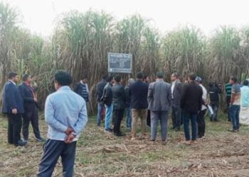 নাটোরে নতুন উদ্ভাবিত ৪৬ জাতের আখ চাষে বদলে যাচ্ছে কৃষকের ভাগ্য