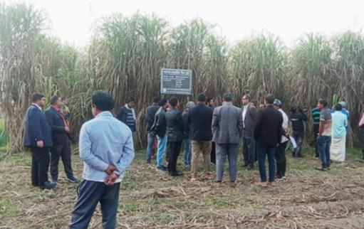 নাটোরে নতুন উদ্ভাবিত ৪৬ জাতের আখ চাষে বদলে যাচ্ছে কৃষকের ভাগ্য