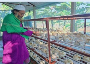 নাটোরে কেঁচো কম্পোস্ট তৈরি ও মাশরুম চাষে সফল হয়েছেন কৃষি উদ্যোক্তা আজিম