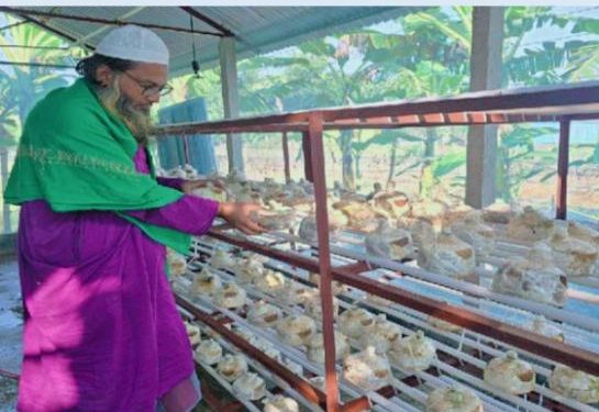 নাটোরে কেঁচো কম্পোস্ট তৈরি ও মাশরুম চাষে সফল হয়েছেন কৃষি উদ্যোক্তা আজিম