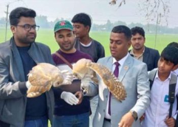 নাটোরের সিংড়ায় লক্ষ্মী পেঁচা ও কচ্ছপ ছানা উদ্ধার