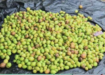 ভূল কীটনাশক প্রয়োগে কৃষকের পাঁচ লাখ টাকার বড়ই নষ্ট হবার অভিযোগ