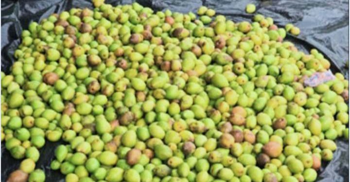 ভূল কীটনাশক প্রয়োগে কৃষকের পাঁচ লাখ টাকার বড়ই নষ্ট হবার অভিযোগ