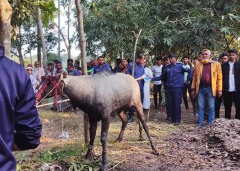 নাটোরের বাগাতিপাড়া থেকে বিরল প্রজাতির নীলষাঁড় উদ্ধার