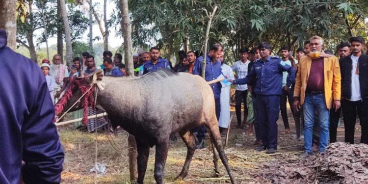 নাটোরের বাগাতিপাড়া থেকে বিরল প্রজাতির নীলষাঁড় উদ্ধার