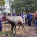 নাটোরের বাগাতিপাড়া থেকে বিরল প্রজাতির নীলষাঁড় উদ্ধার