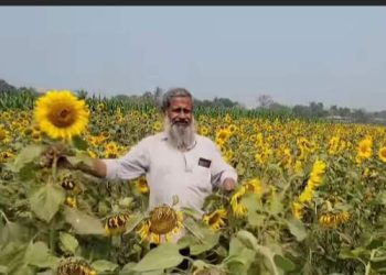 সূর্যমূখীর বাম্পার ফলনে সফলতার স্বপ্ন গুনছে বাবা ছেলে
