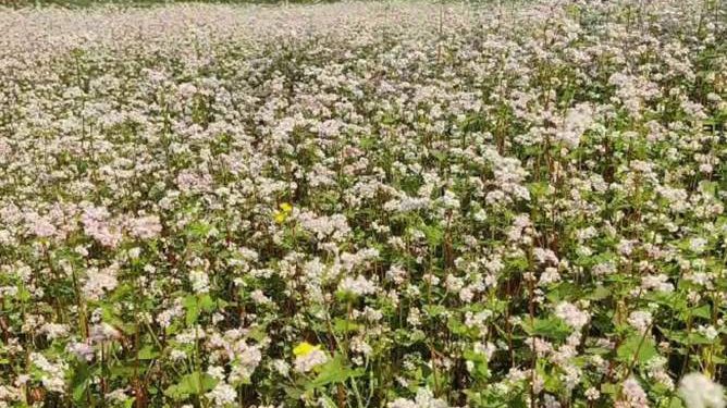 নাটোরে পরিক্ষামুলকভাবে চাষ হচ্ছে বহুগুনসমৃদ্ধ ঢেমশি