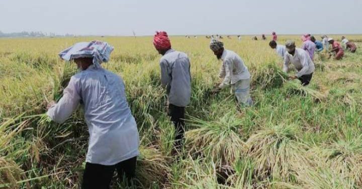 চলনবিল অধ্যুষিত নাটোরে শুরু হয়েছে ধান কাটা ও মাড়াইয়ের মহোৎসব