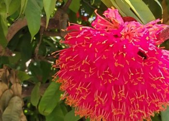 নাটোরের উত্তরা গণভবনে মুগ্ধতা ছড়াচ্ছে পারিজাত