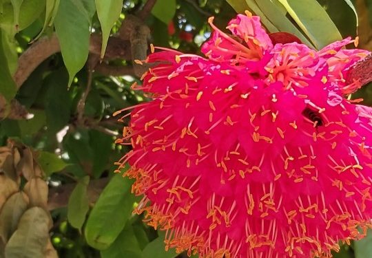 নাটোরের উত্তরা গণভবনে মুগ্ধতা ছড়াচ্ছে পারিজাত