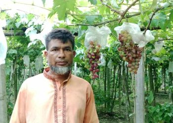 ঝিনাইদহের কোটচাঁদপুরে আঙ্গুর চাষে সাড়া জাগিয়েছেন লিটন মাস্টার