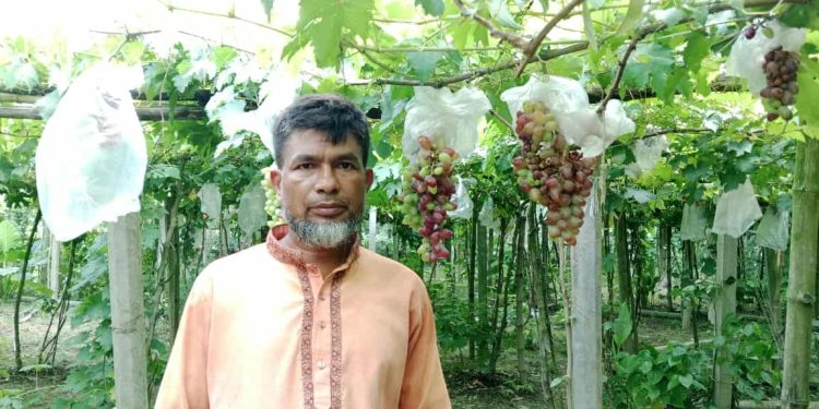 ঝিনাইদহের কোটচাঁদপুরে আঙ্গুর চাষে সাড়া জাগিয়েছেন লিটন মাস্টার