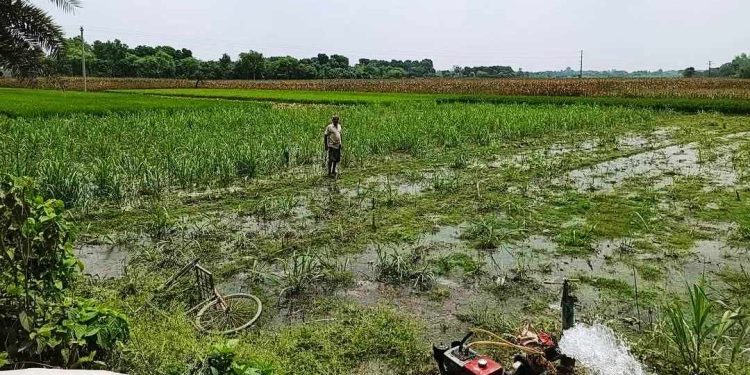 অধিক লাভবানের লক্ষ্যে কেরুজ ৮ কৃষি খামারের জমি লিজ