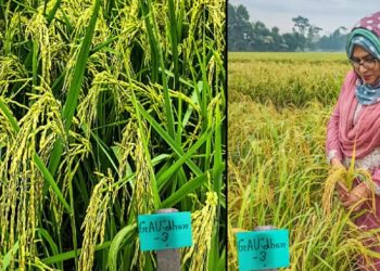 গাজীপুর কৃষি বিশ্ববিদ্যালয় রোগ প্রতিরোধী নতুন ধান উদ্ভাবন