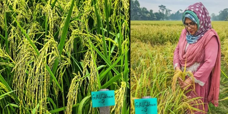 গাজীপুর কৃষি বিশ্ববিদ্যালয় রোগ প্রতিরোধী নতুন ধান উদ্ভাবন