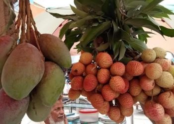 নাটোর জেলায় গাছ থেকে আম এবং লিচু সংগ্রহের কার্যক্রম শুরু