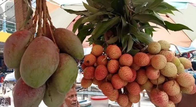 নাটোর জেলায় গাছ থেকে আম এবং লিচু সংগ্রহের কার্যক্রম শুরু