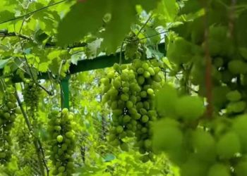 নাটোরের লালপুরে চাষ হচ্ছে সুমিষ্ট বিদেশি আঙুর