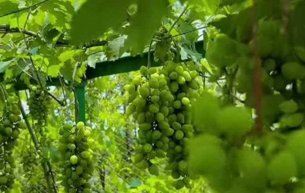 নাটোরের লালপুরে চাষ হচ্ছে সুমিষ্ট বিদেশি আঙুর