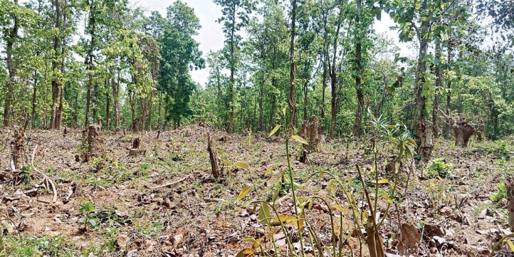 গাজীপুরে শালবন দখল করে পাঁচ হাজারের বেশি বাড়িঘর ও দোকানপাটসহ বিভিন্ন ধরনের স্থাপনা গড়ে উঠেছে